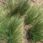 Festuca flavescensLeaf