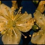 Hypericum scouleri Blüte
