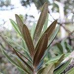 Pycnandra lissophylla Листок
