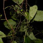 Vitis tiliifolia Fruit