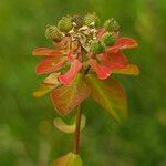 Euphorbia verrucosa Fruit