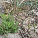 Teucrium pseudochamaepitys Costuma