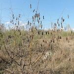 Sesbania drummondii Habit