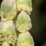 Garrya elliptica Blüte