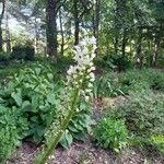 Eremurus robustus Flower