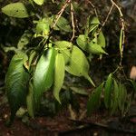 Maytenus floribunda Egyéb