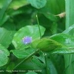 Cyanotis axillaris Blüte