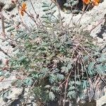 Hoffmannseggia glauca Habit