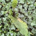 Arum maculatum Лист
