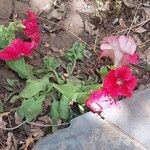 Petunia x atkinsiana Flors