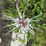 Orthosiphon aristatus 花