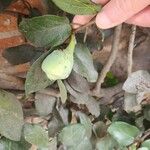 Ficus heterophylla Плод