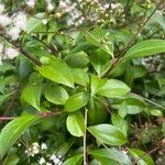 Ageratina ligustrina Leaf