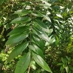 Zanthoxylum rhoifolium Leaf