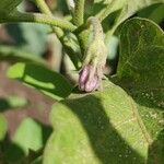 Solanum melongena Lorea