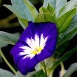 Convolvulus tricolor 花