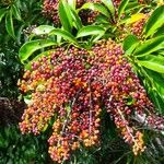 Ficus hurlimannii Fruto