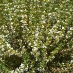 Thymus zygis Flower