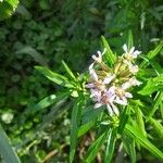 Cuphea racemosa Flower