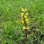 Pedicularis oederi Цвят