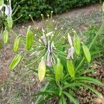 Agapanthus africanus Frukt