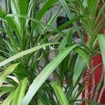 Cordyline stricta ശീലം