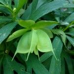 Helleborus viridis Gyümölcs