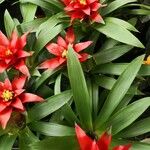 Guzmania lingulata পাতা