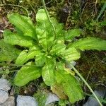 Primula sikkimensis Blad