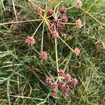 Oenanthe lachenalii Fruchs