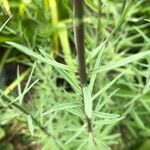 Linaria purpurea Blad