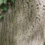 Fraxinus excelsior Bark