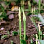 Ophioglossum azoricum Buveinė