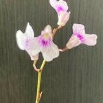 Ionopsis utricularioides Flower