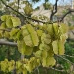 Piscidia carthagenensis Blomma