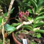 Bulbophyllum gracillimum Цветок