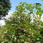 Rubus winteri Habitus