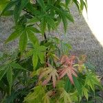 Acer palmatumBlad