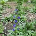 Echium vulgareFlower