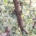 Ormocarpum trichocarpum Casca