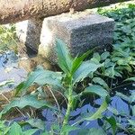 Persicaria senegalensis Habit