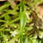 Stellaria alsine Blad