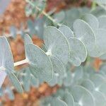 Eucalyptus pulverulenta List