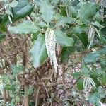 Garrya elliptica Flower