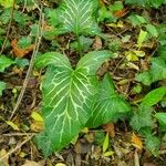 Arum italicum x Arum maculatum Hoja