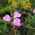 Agalinis purpurea Kukka