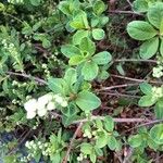Exochorda racemosa Kvet