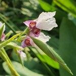 Thalia geniculata Fiore