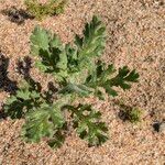 Senecio viscosus Leaf