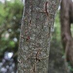 Salix cinerea 树皮